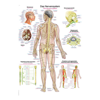 Anatomische Lehrtafel Nervensystem 70 x 100 cm - in Deutsch, Englisch und Latein